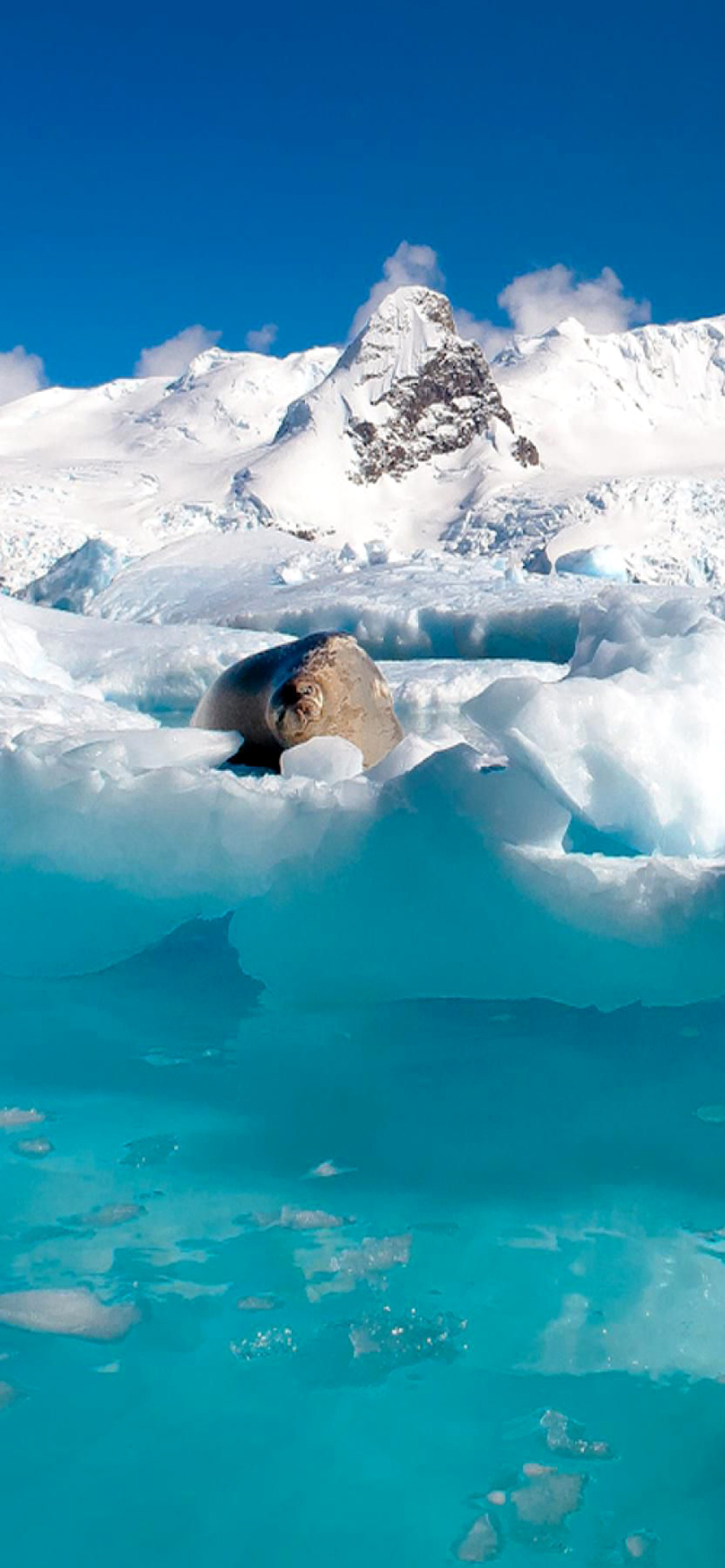 Seal in the Arctic ice wallpaper 1170x2532