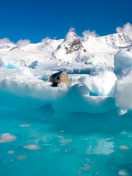 Fondo de pantalla Seal in the Arctic ice 132x176