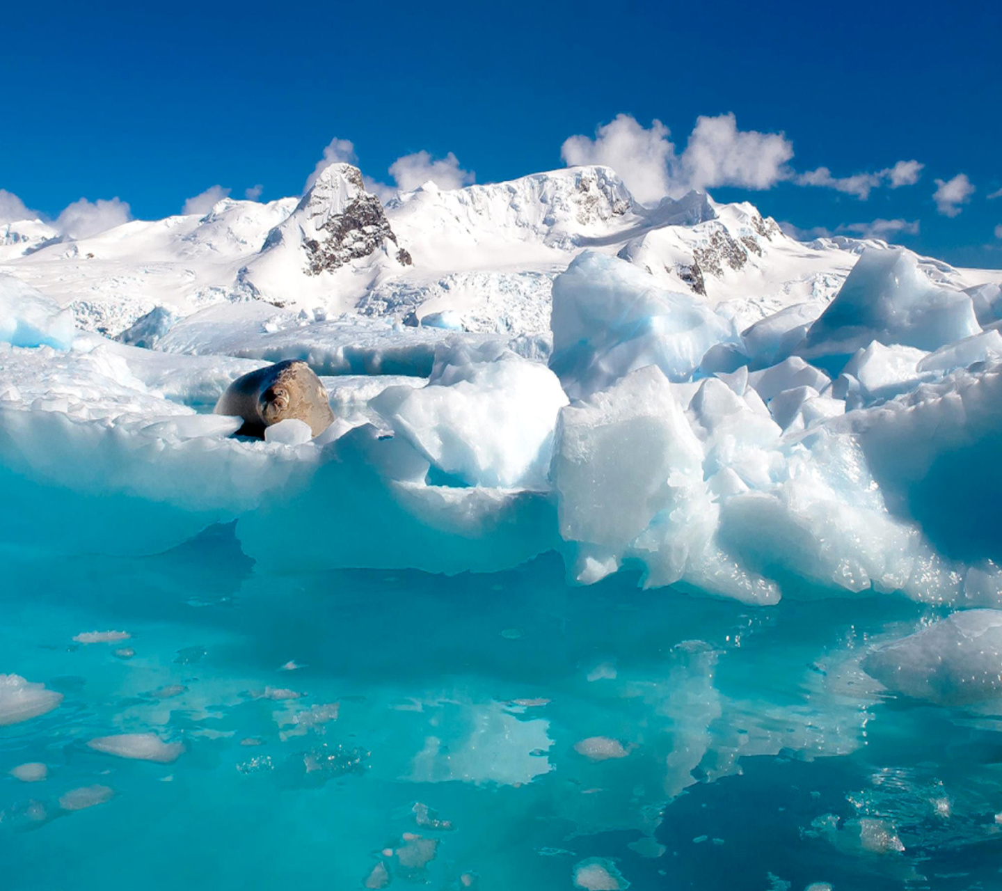 Fondo de pantalla Seal in the Arctic ice 1440x1280