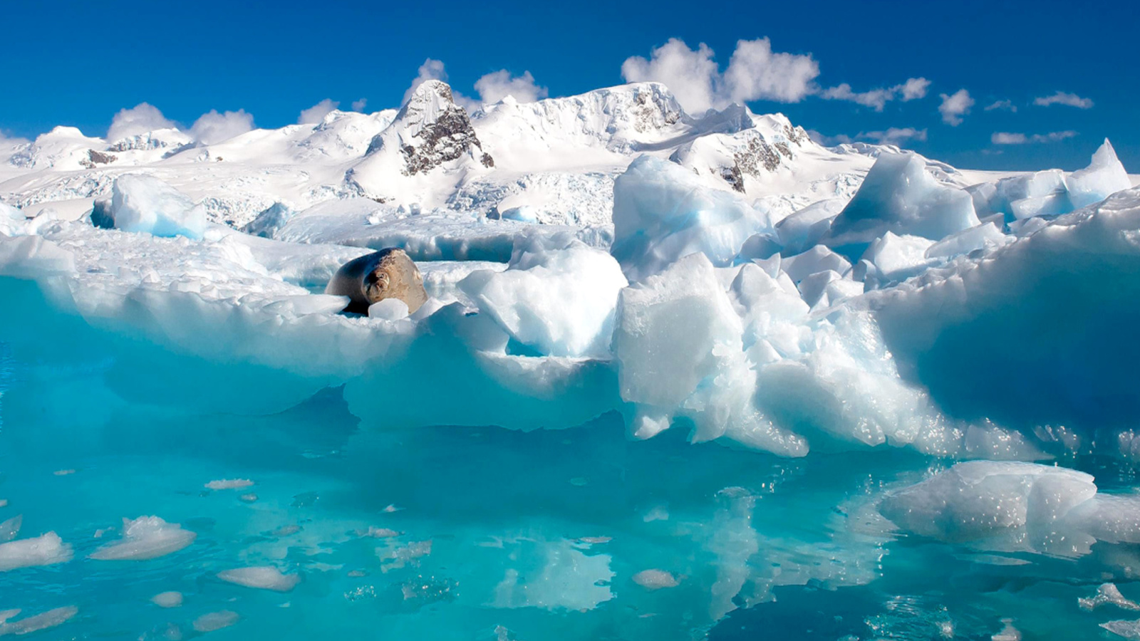 Seal in the Arctic ice wallpaper 1600x900