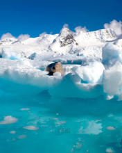 Seal in the Arctic ice screenshot #1 176x220