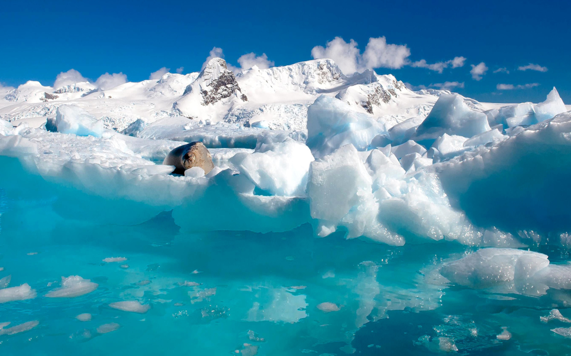 Seal in the Arctic ice wallpaper 1920x1200