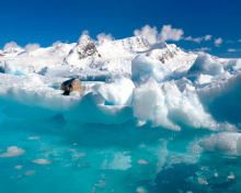 Sfondi Seal in the Arctic ice 220x176