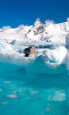 Fondo de pantalla Seal in the Arctic ice 240x400