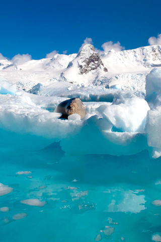 Seal in the Arctic ice screenshot #1 320x480