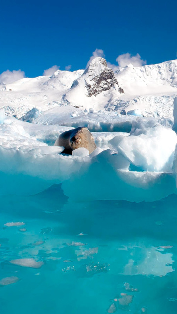 Fondo de pantalla Seal in the Arctic ice 360x640