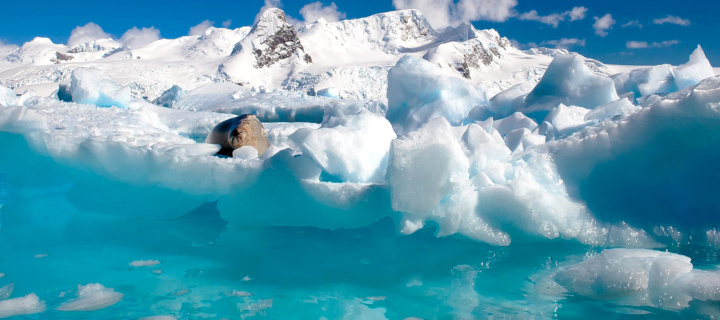 Seal in the Arctic ice wallpaper 720x320