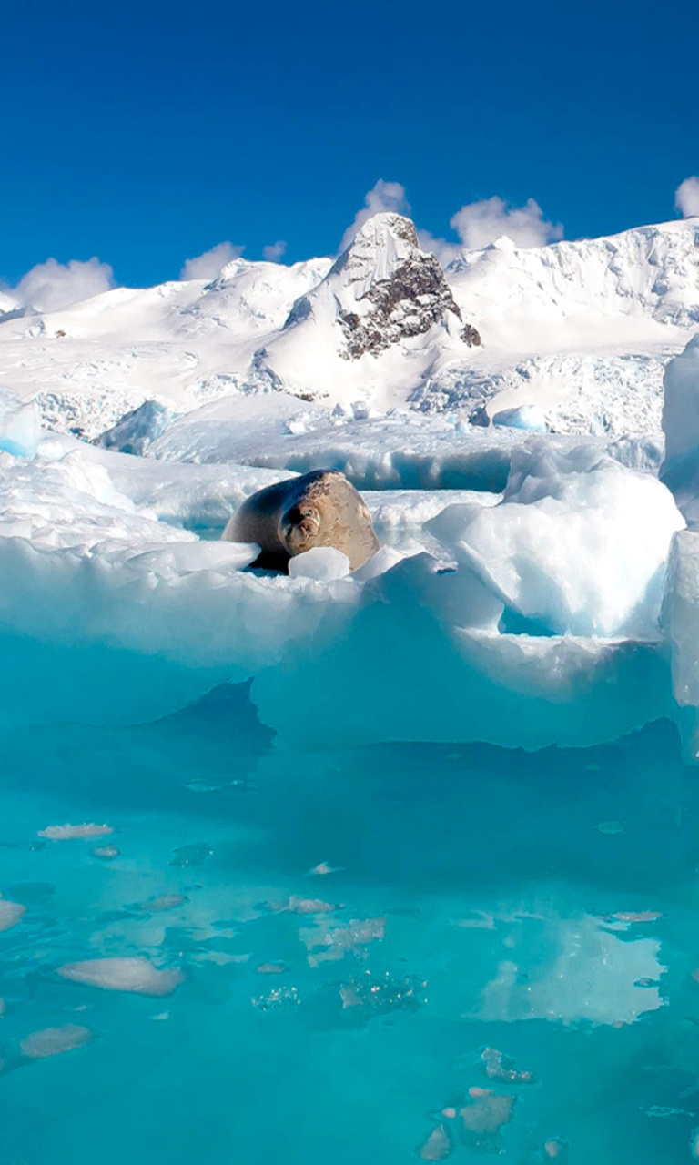 Обои Seal in the Arctic ice 768x1280