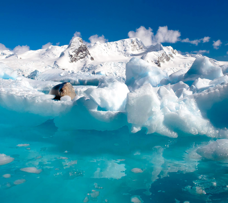 Seal in the Arctic ice screenshot #1 960x854