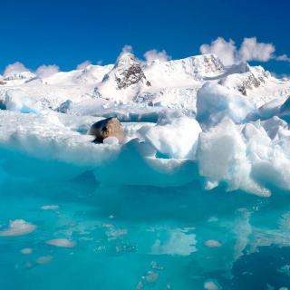 Seal in the Arctic ice sfondi gratuiti per iPad 3