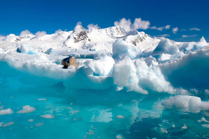 Обои Seal in the Arctic ice