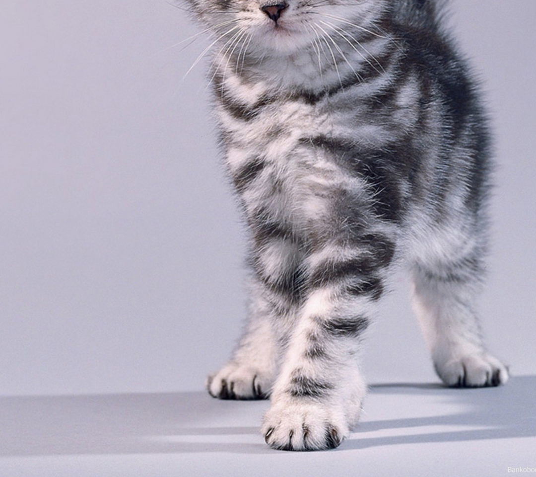 Sfondi Grey Kitten 1080x960