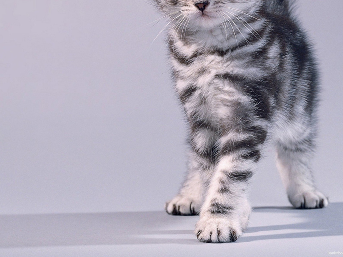 Grey Kitten wallpaper 1152x864