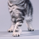 Das Grey Kitten Wallpaper 128x128