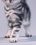 Grey Kitten wallpaper 128x160