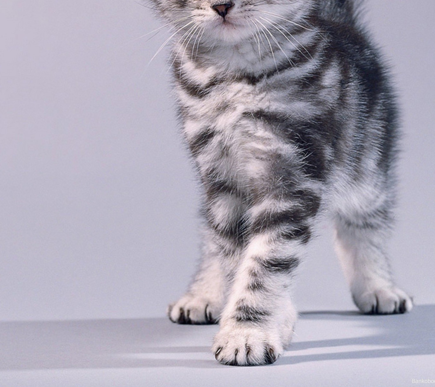 Das Grey Kitten Wallpaper 1440x1280