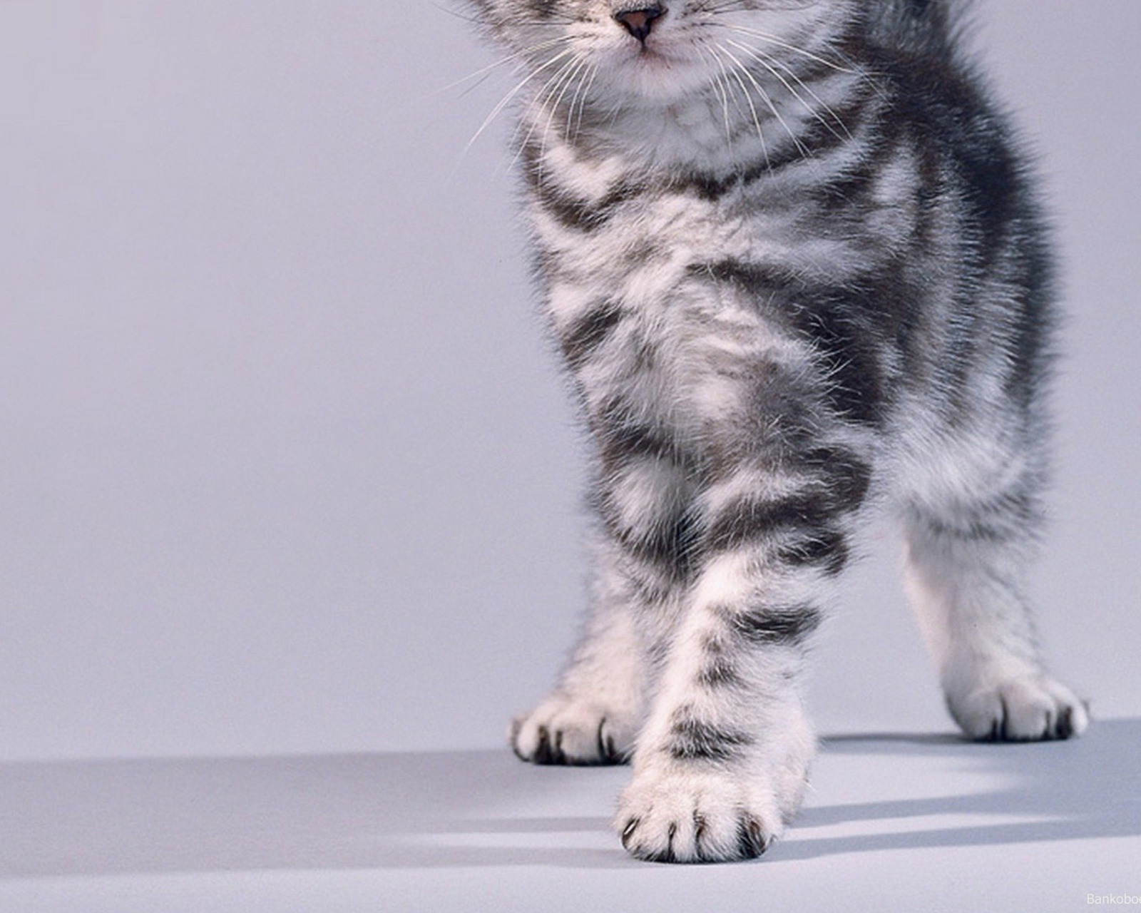 Sfondi Grey Kitten 1600x1280