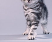 Das Grey Kitten Wallpaper 176x144