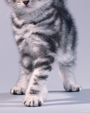 Sfondi Grey Kitten 176x220