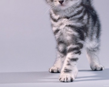 Sfondi Grey Kitten 220x176
