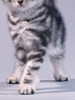 Das Grey Kitten Wallpaper 240x320