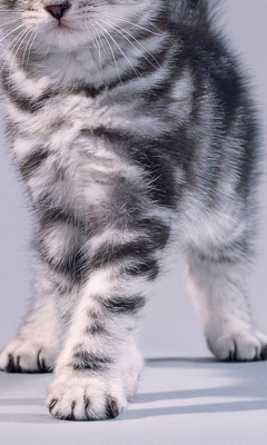 Fondo de pantalla Grey Kitten 240x400