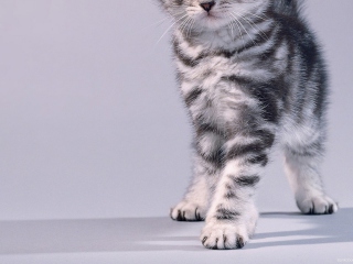 Fondo de pantalla Grey Kitten 320x240