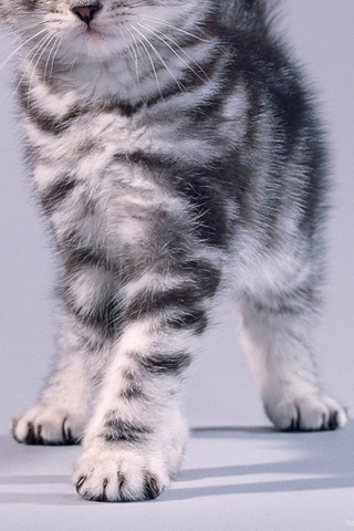 Das Grey Kitten Wallpaper 320x480