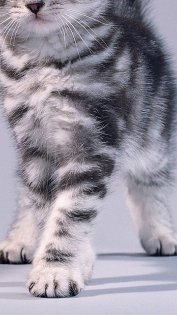 Sfondi Grey Kitten 360x640