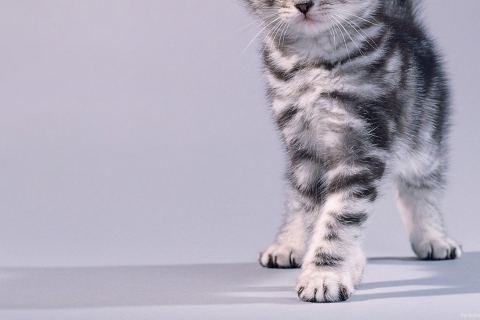 Das Grey Kitten Wallpaper 480x320