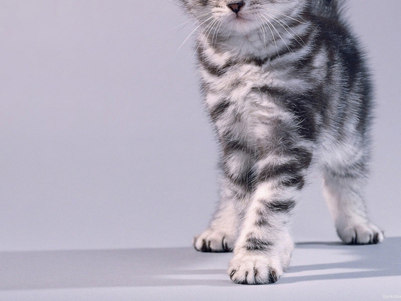 Das Grey Kitten Wallpaper 800x600