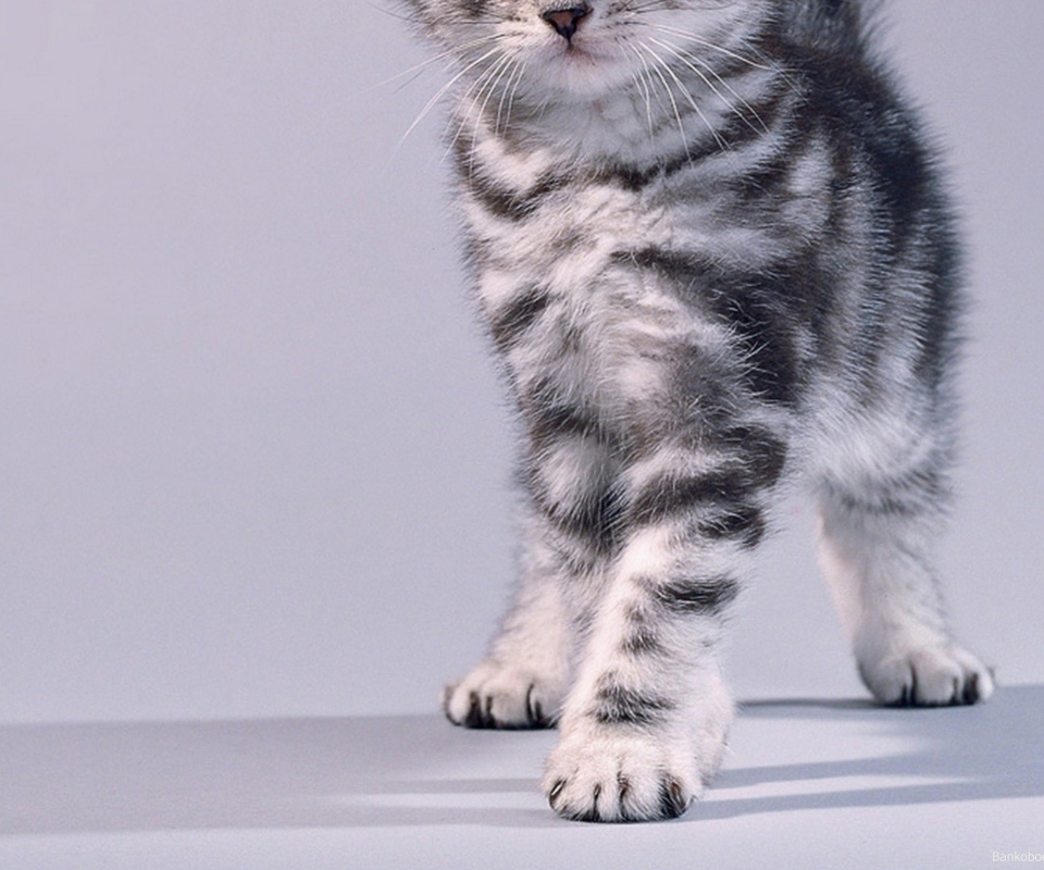 Fondo de pantalla Grey Kitten 960x800