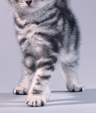 Grey Kitten - Fondos de pantalla gratis para Sharp 880SH