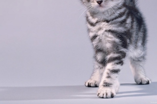 Grey Kitten - Obrázkek zdarma 