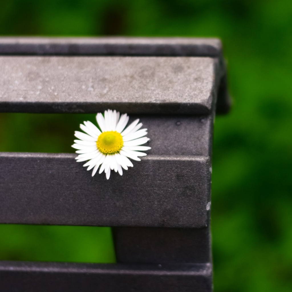 Das Lonely Daisy On Bench Wallpaper 1024x1024