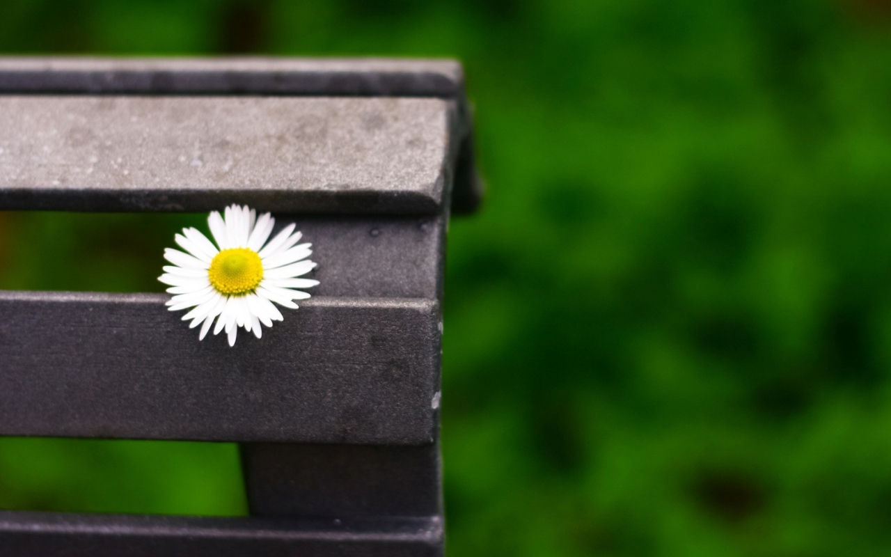 Das Lonely Daisy On Bench Wallpaper 1280x800