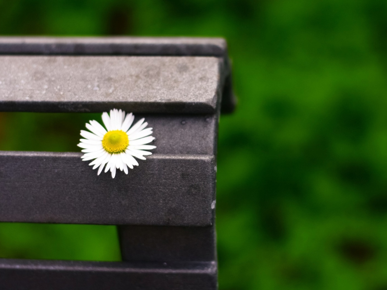 Lonely Daisy On Bench wallpaper 1280x960