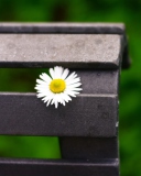 Lonely Daisy On Bench screenshot #1 128x160