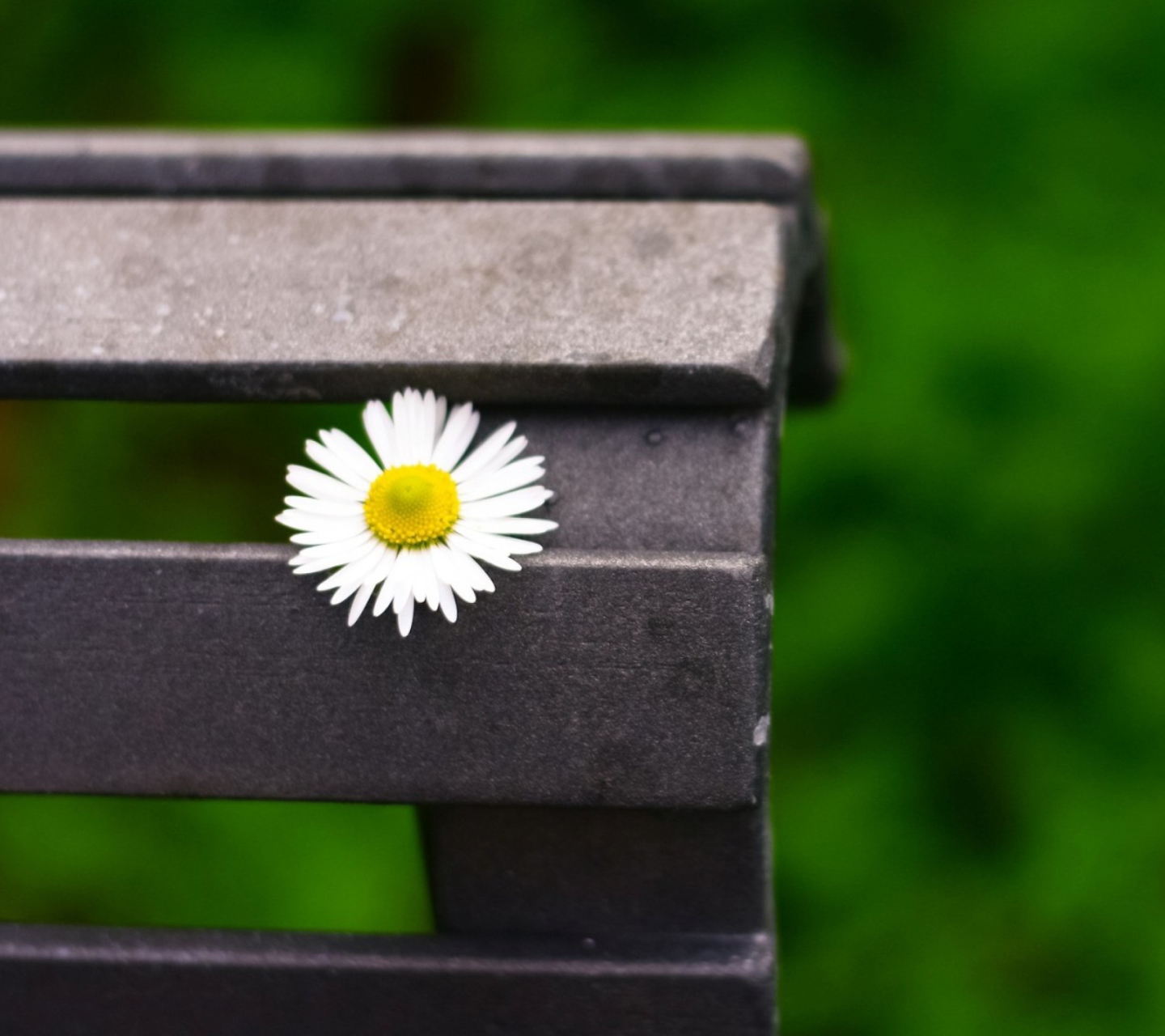 Das Lonely Daisy On Bench Wallpaper 1440x1280