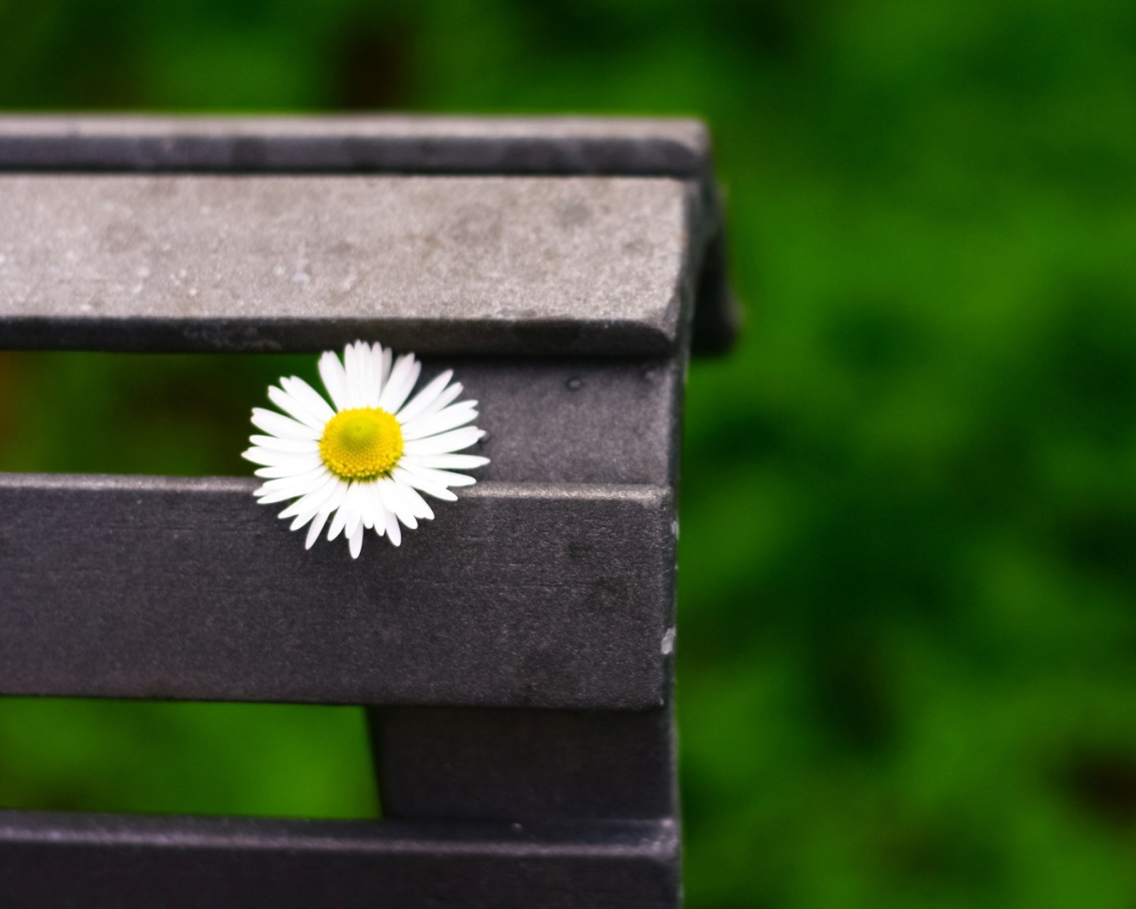 Lonely Daisy On Bench wallpaper 1600x1280