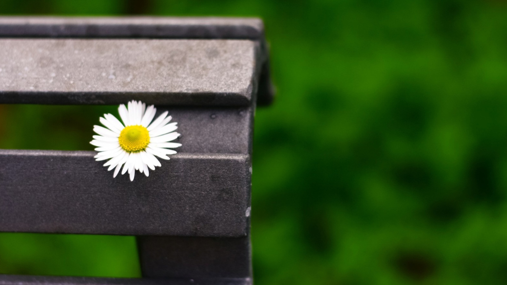 Lonely Daisy On Bench wallpaper 1920x1080