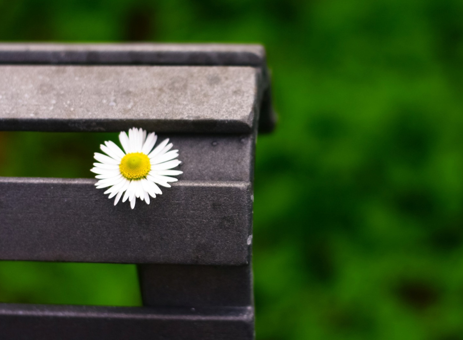 Lonely Daisy On Bench screenshot #1 1920x1408