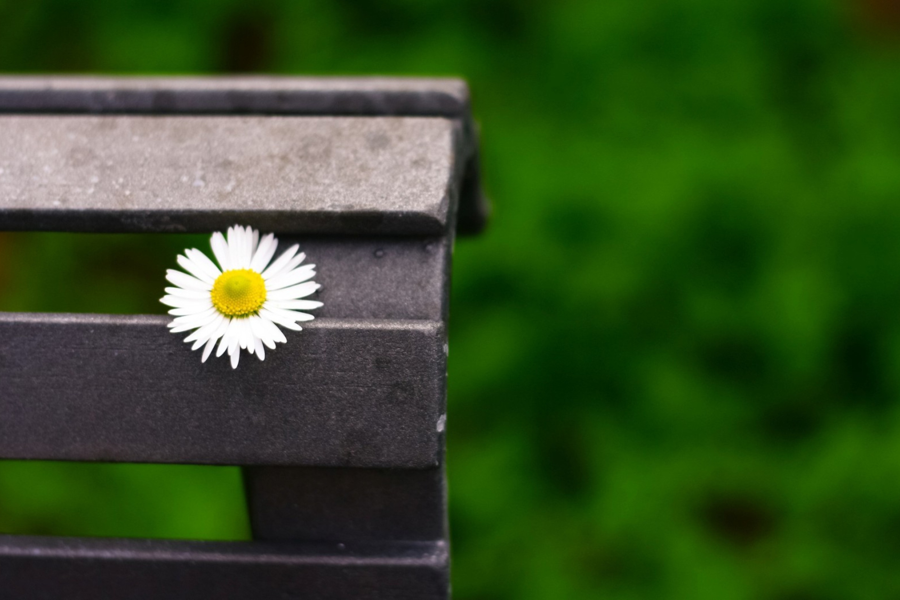 Das Lonely Daisy On Bench Wallpaper 2880x1920