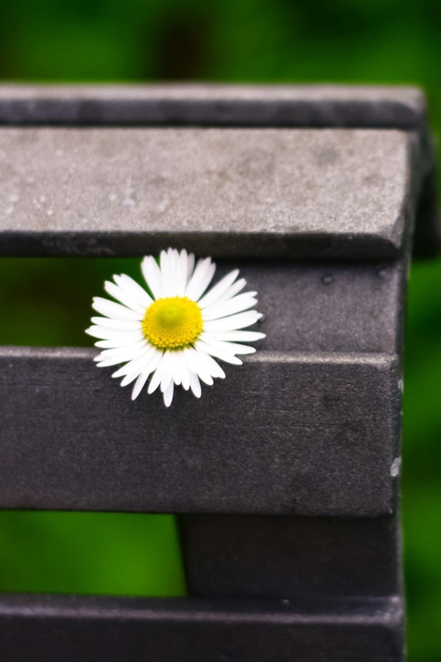 Das Lonely Daisy On Bench Wallpaper 640x960
