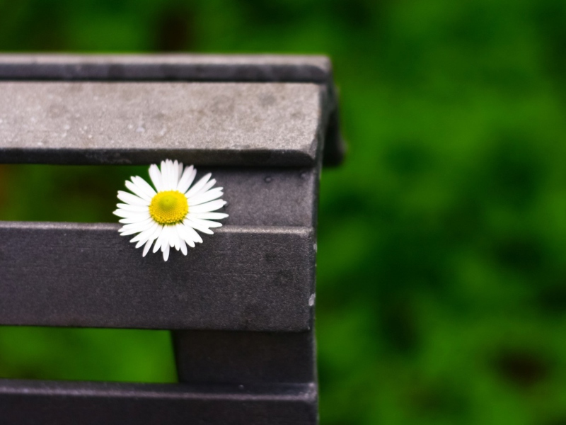 Lonely Daisy On Bench screenshot #1 800x600