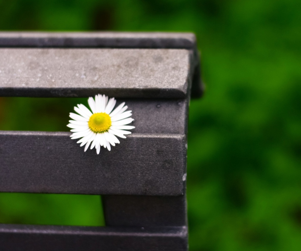 Das Lonely Daisy On Bench Wallpaper 960x800
