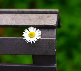 Lonely Daisy On Bench Background for iPad mini
