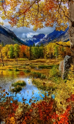Das Amazing Autumn Scenery Wallpaper 240x400