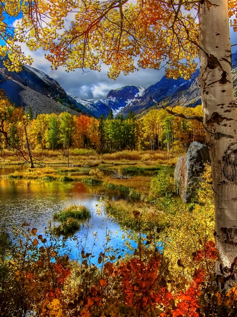 Обои Amazing Autumn Scenery 480x640