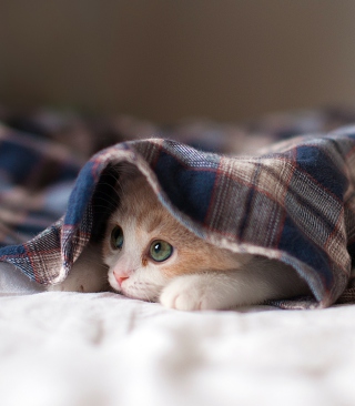 Sleepy Kitten sfondi gratuiti per iPhone 4S